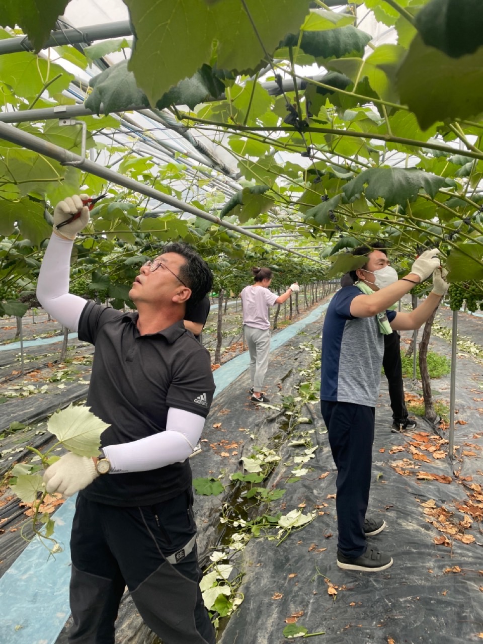 도의회 문건위, 포도농가 일손 돕기 구슬땀 2