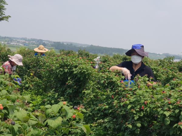 성경찬 도의원, 농촌 일손 돕기 구슬땀 흘려 2
