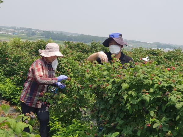 성경찬 도의원, 농촌 일손 돕기 구슬땀 흘려 3