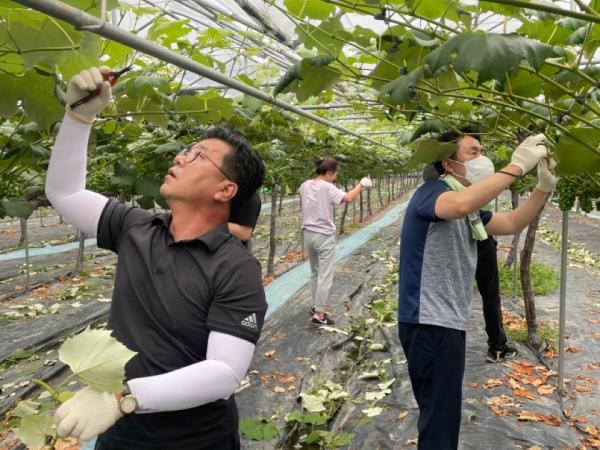 도의회 문건위, 포도농가 일손 돕기 구슬땀 2