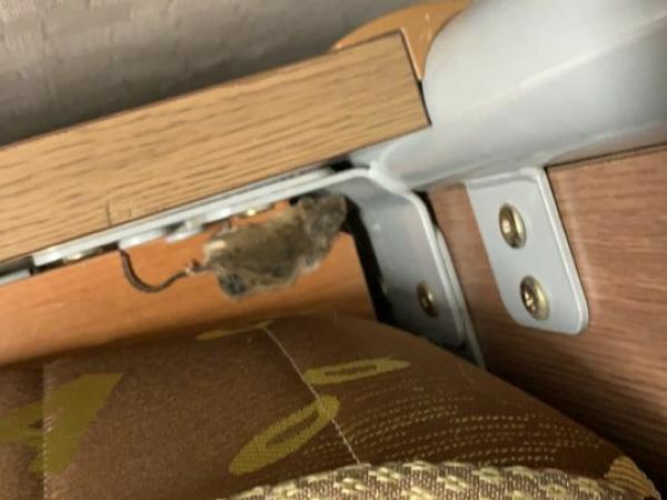 교육위, 행정사무감사...과학고 기숙사 쥐 사체 등 발견 3