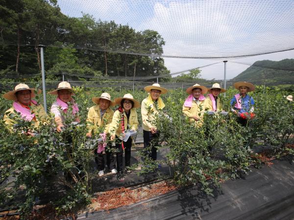 전북도의회 농촌 일손 돕기‘구슬땀’ 2