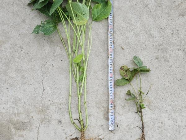 김정기 의원, 정부 권장 전략작물 재배 피해 농가 지원 촉구 2