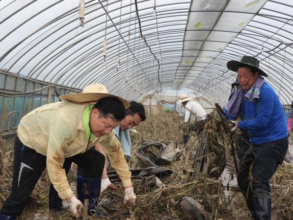 도의회, 폭우피해현장 일손 지원 2