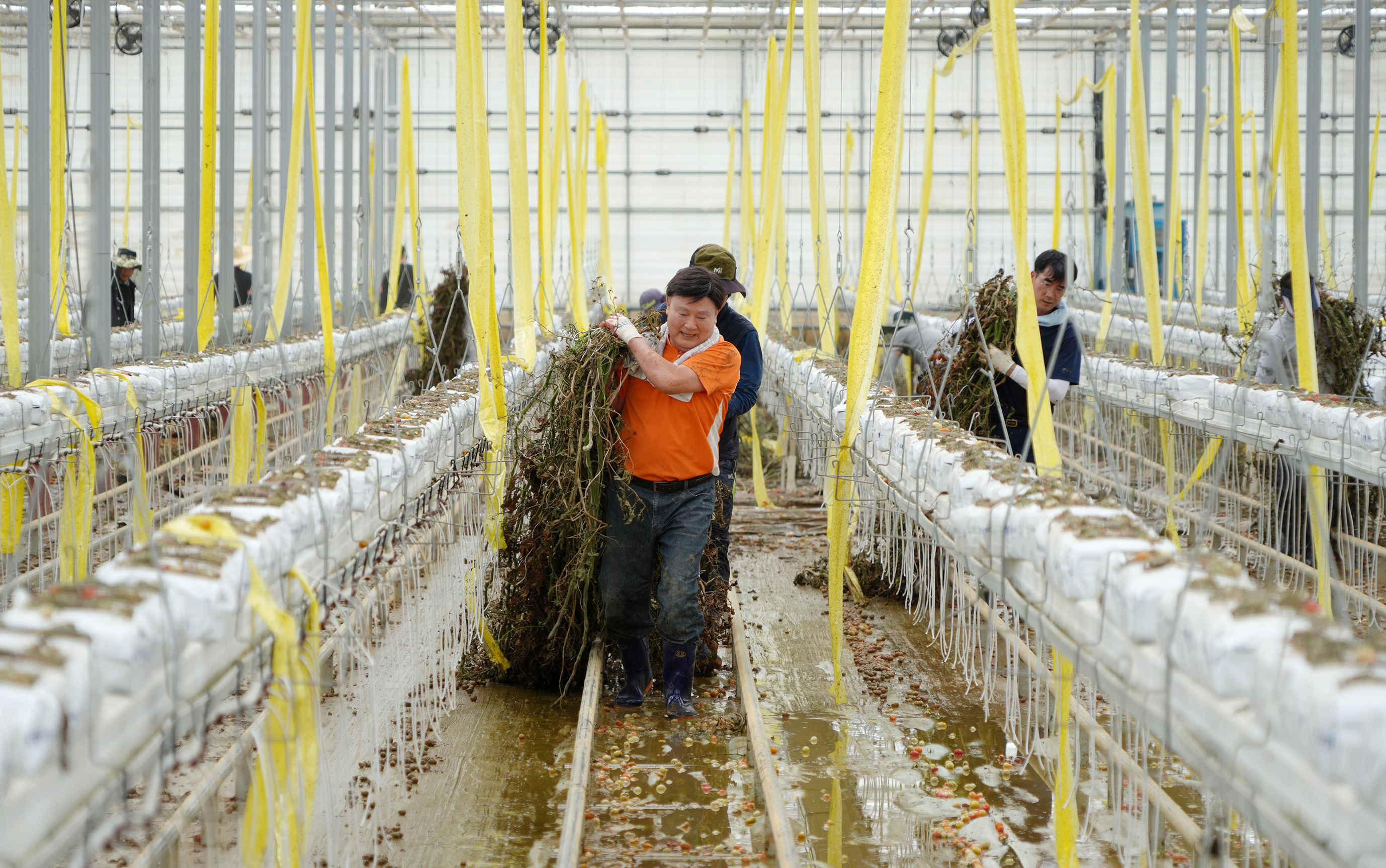 24.07.17. 수해복구 봉사활동(군산 임피 방울토마토농장) 3