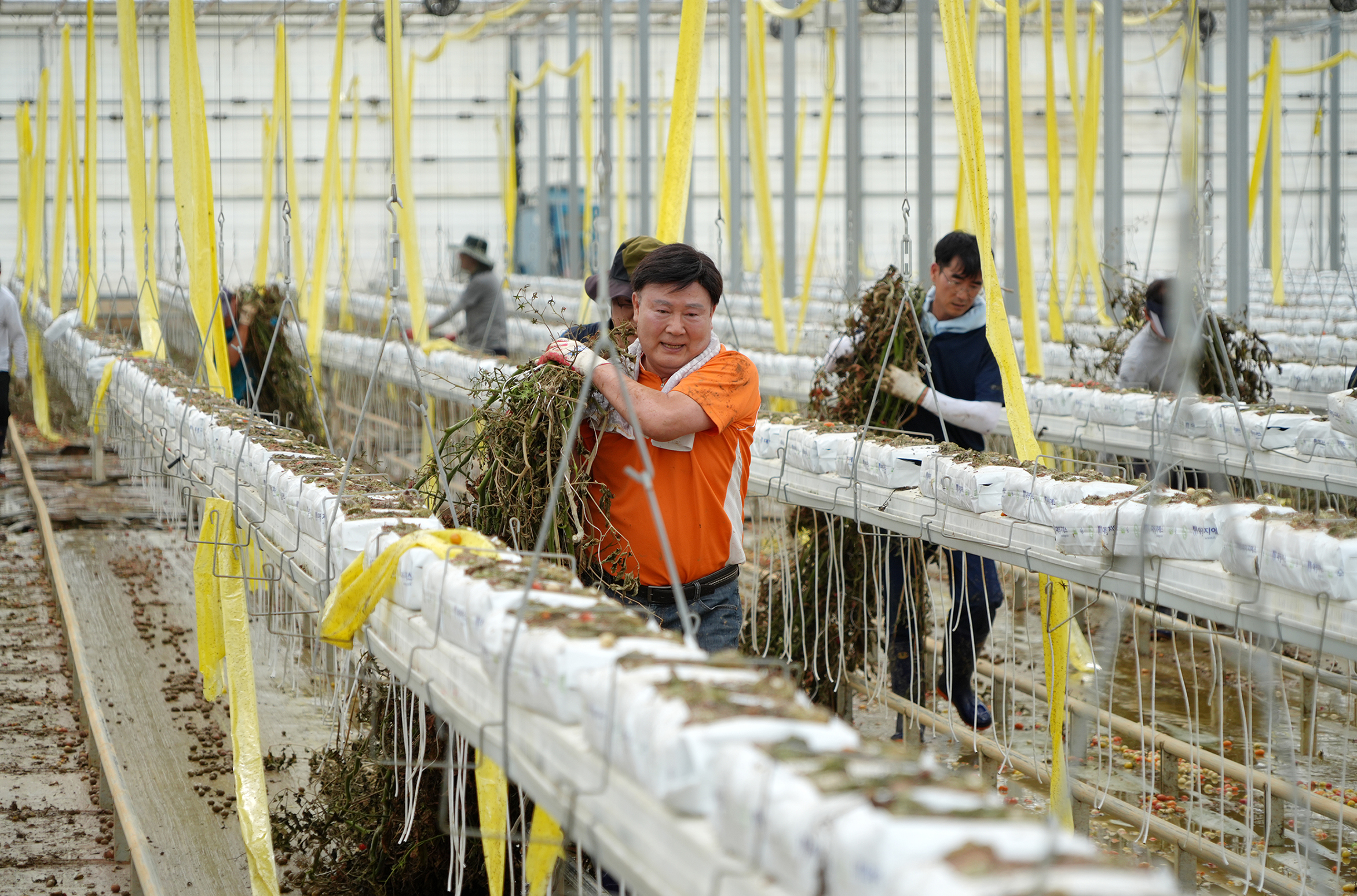 24.07.17. 수해복구 봉사활동(군산 임피 방울토마토농장) 1