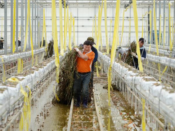 24.07.17. 수해복구 봉사활동(군산 임피 방울토마토농장) 3