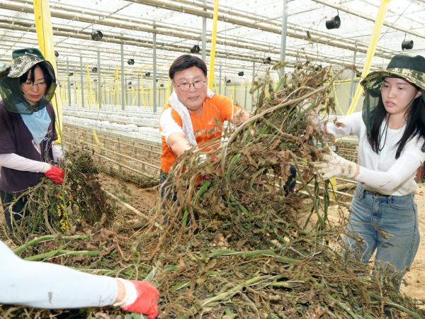 24.07.17. 수해복구 봉사활동(군산 임피 방울토마토농장) 4