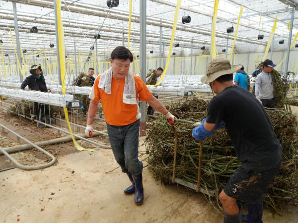 24.07.17. 수해복구 봉사활동(군산 임피 방울토마토농장) 2