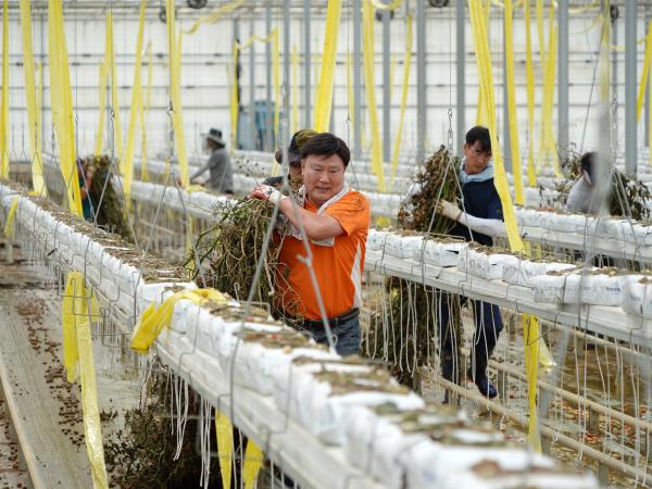 24.07.17. 수해복구 봉사활동(군산 임피 방울토마토농장)